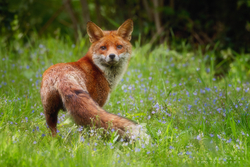 Red Fox