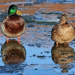 Mallard