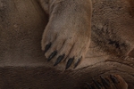 Bearded seal 1489