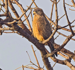 Grasshopper Buzzard
