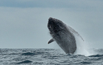 Humpback whale