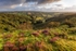 Heather Patches