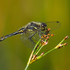 Black Darter