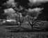 TWO OAKS IN WINTER