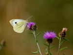 Large White