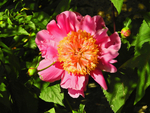 Pink Peony
