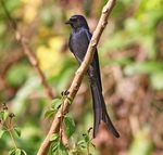 Ashy Drongo