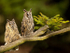 LONG EARED OWLS / ref LEO 1
