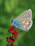 Common Blue