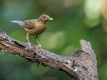 Clay-coloured Thrush perched near feeder, Limon Province, Costa Rica