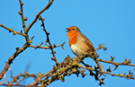 Robin