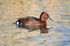 Ferruginous Duck