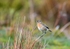 Stonechat