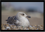 Juvenile Heron Gull