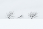 THE SENTINELS - NORFOLK COUNTY