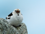 Snow Bunting singing, close front view, Jokulsarlon, Iceland