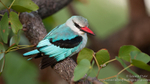 Woodlands Kingfisher