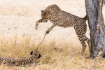 Cheetahs Playing 5