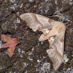 The oak hawk (Marumba quercus ) with small elephant haw (Deilephila porcellus)