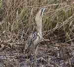 Bittern