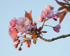 6th April Cherry Blossom