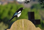 Magpie