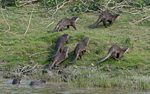 otters