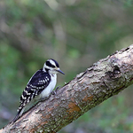 Hairy Woodpecker (f)