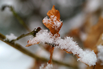 Snow - 01