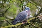 Woodpigeon