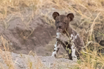 Wild Dog Pup