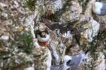 Atlantic Puffin gliding past another at RSPB Bempton Cliffs