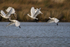 Six Spoonbills taking off from the lagoon