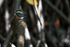 American Pygmy Kingfisher looks back, Sierpe River, Costa Rica