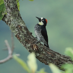Acorn Woodpecker portfolio