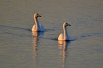 Whooper Swans