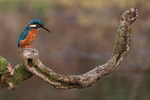 Kingfisher (female) preparing to dive, Otterbourne, Hampshire