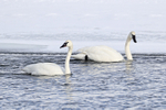 Two Trumpeter Swans, Yellowstone River, Wyoming, USA