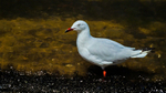 Silver Gull