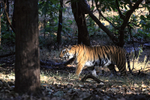 Tigress moving through forest, Bandhavgarh, Madhyra Pradesh, India