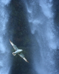 Fulmar in flight across waterfall, Seljalandsfoss, Iceland