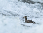 Harlequin Duck (female) in rapids, River Laxa, Iceland