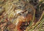 Frogs by Iain Hamlin