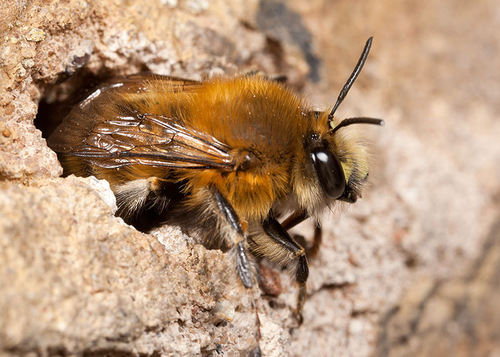 Male Hairy-footed Flower Bee ([i]Anthophora plumipes[/i]), emerging from a nest burrow in an old stone wall.