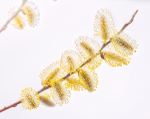 PUSSY WILLOW #2 - NORFOLK COUNTY