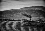 Windswept Tree Mulranny