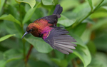 Copper sunbird