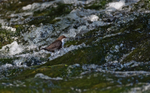 Dipper - Cinclus cincl...