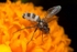 Infected Fly