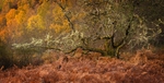 Blazing glen affric2